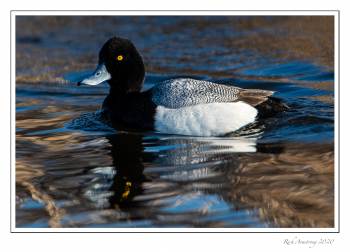 scaup 3.jpg